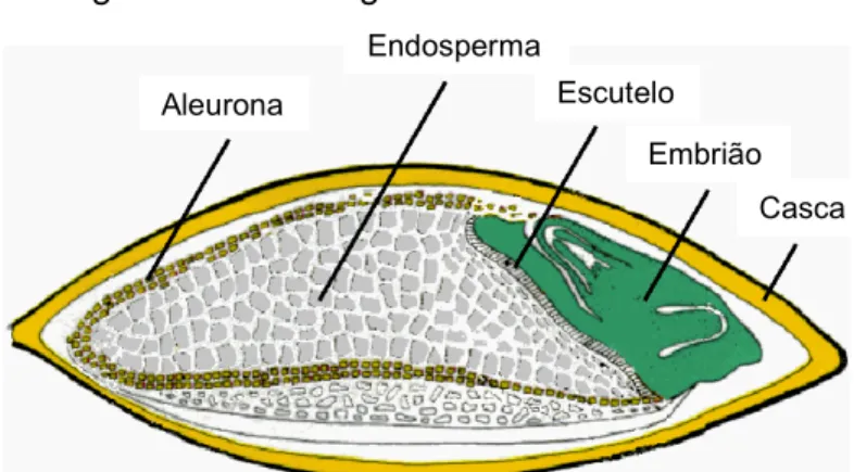 Figura 3 – Morfologia da semente da cevada. 