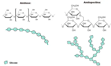 Figura 5 – Estrutura molecular da amilose e da amilopectina demonstrada na parte  superior da figura