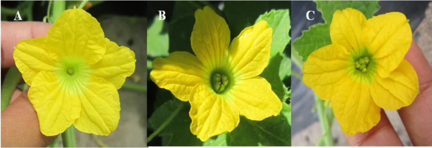 Figura 2: Tipos de flores produzidas nos diferentes tipos comerciais de meloeiro (Cucumis  melo), flor masculina (A), flor feminina (B) e flor hermafrodita (C)