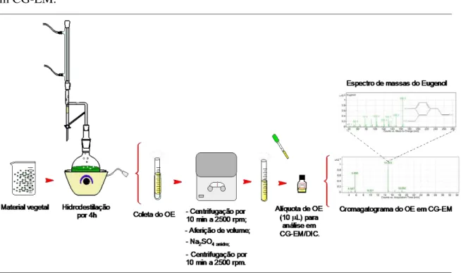 Figura 5 - Ilustração resumida do processo de hidrodestilação e análise de óleo essencial (OE)  em CG-EM