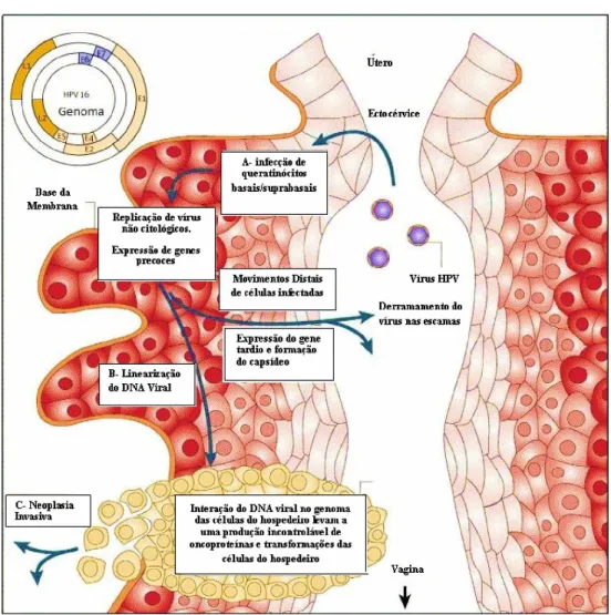 FIGURA 5. Ciclo biológico do HPV.  