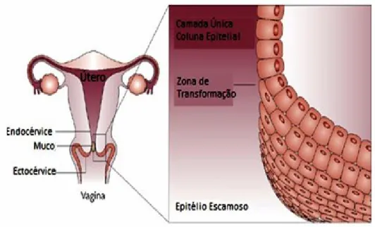 FIGURA 9. Anatomia do útero. 