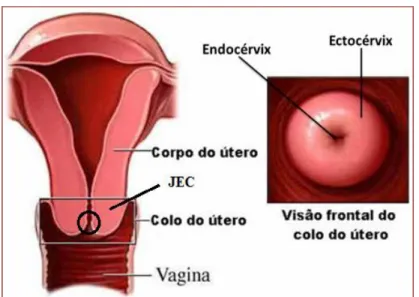 FIGURA 4 - Representação da região anatômica do útero. 