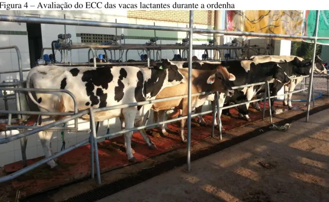 Figura 4  –  Avaliação do ECC das vacas lactantes durante a ordenha 