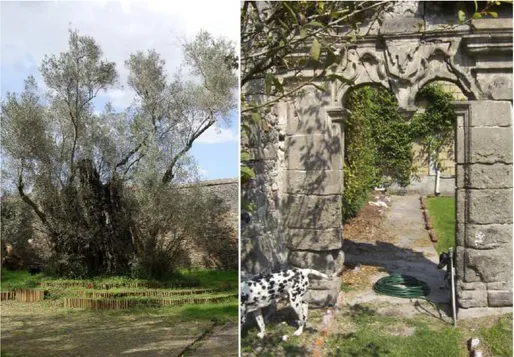 Figura 2: Recuperación de olivo Olea europea centenario en el antiguo convento franciscano de  Santa Ana, Tzintzuntzan, Michoacán