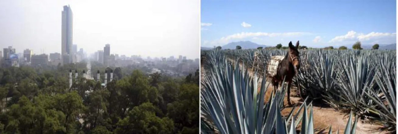 Figura 4: Bosque de Chapultepec y Paseo de Reforma.  