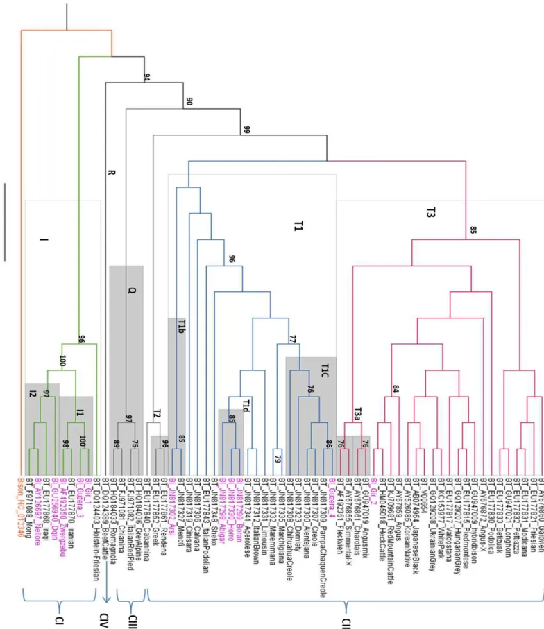 Figura 8: A árvore filogenética utilizando a sequência completa dos genomas: Árvore construída pelo método  de máxima verossimilhança – GTR