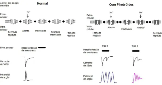 Figura 2. Efeitos de piretróides sobre a excitabilidade neuronal. Este esquema mostra os  efeitos de piretróides em canais individuais, as correntes de sódio de células  inteiras e potenciais de ação
