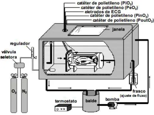 Figura 5. Esquema do sistema experimental utilizado nos experimentos envolvendo medidas  das variáveis cardio-respiratórias de tilápia-do-Nilo, Oreochromis niloticus, em  resposta à exposição à deltametrina em condições normóxicas e durante a hipóxia  grad