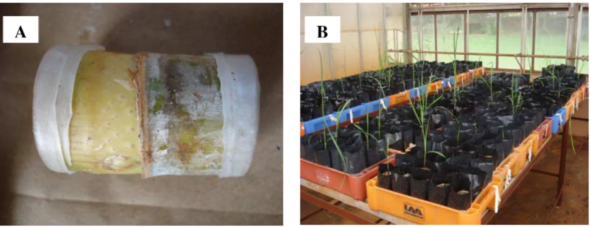 Figura  7:  (A).  Mini-tolete  com  as  extremidades  seladas  com  parafina;  (B).  Mini-toletes  colocados  para germinar em casa-de-vegetação 