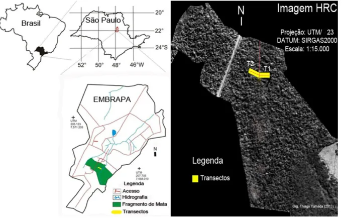 Figura 7: Localização dos transectos T1 e T2 no fragmento de floresta estacional  semidecídua da Fazenda Canchim – EMBRAPA, São Paulo, Brasil