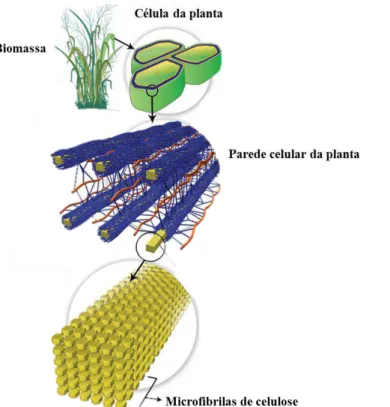 Figura 1 - Organização estrutural da parede celular da planta 