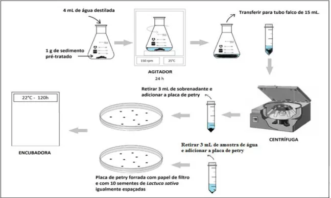 Figura 8  –  Sementes de alface antes e após germinação e medida de comprimento da radícula