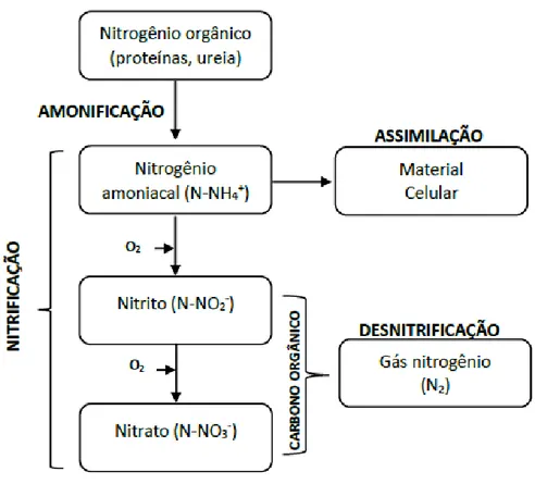 Figura 2.3 – Remoção de nitrogênio em processos de tratamento biológico.  