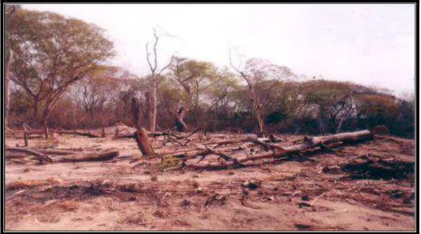 Ilustração 11  Desmatamento típico para abertura de novas áreas agrícolas – “machambas” –  localidade de Chemba – Sofala/Moçambique