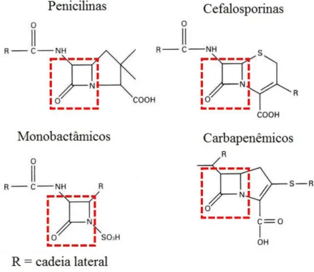 Figura 1:  Estrutura química dos antibióticos β -lactâmicos Fonte: Adaptado de Williams et al., 1999 
