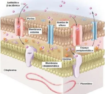 Figura 2: Mecanismos de resistência de Acinetobacter baumannii 