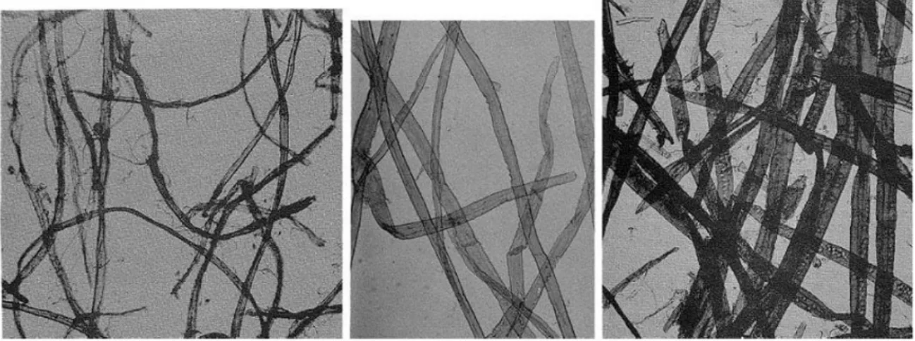 Figura 5- Microscopia Eletrônica de Varredura de fibras de algodão, pinheiro e abeto 