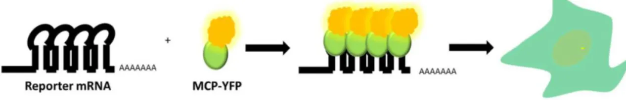 Figure  4.1  The  MS2  system  allows  real-time  imaging  of  RNA  synthesis  at  a  single-cell  level