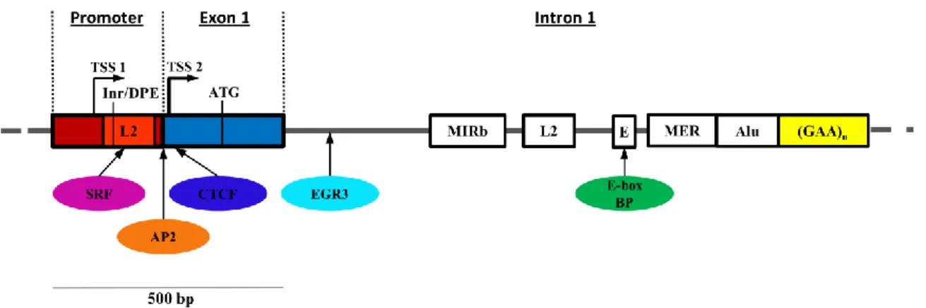 Figure  1.3 The 5' end of the  FXN gene. Schematic representation of the the 5’end FXN gene showing its  regulatory  elements  and  protein  binding  sites