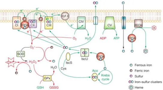 Figure  1.6  Frataxin  function  and  oxidative  stress  in  FRDA. Schematic  representation  of  the  postulated  functions  of  frataxin,  including  ISC  and  heme  biogenesis,  and  direct  interaction  with  the  respiratory  chain  complexes