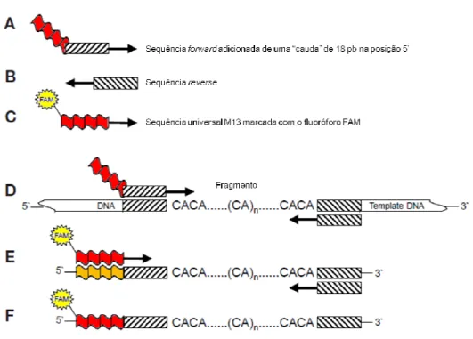 Figura 9. Esquema de uma reação de amplificação com primers modificados pela  adição de uma seqüência M13 marcada com fluorescência