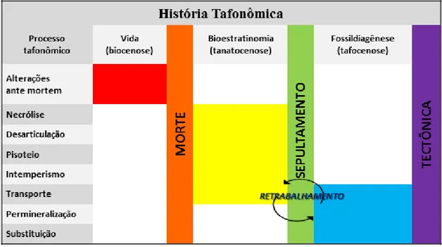 Figura 2.8  –  Diagrama das subdivisões da tafonomia. Os preenchimentos indicam o(s) processo(s) que  ocorrem  em  cada  fase  da  história  tafonômica  de  um  fóssil