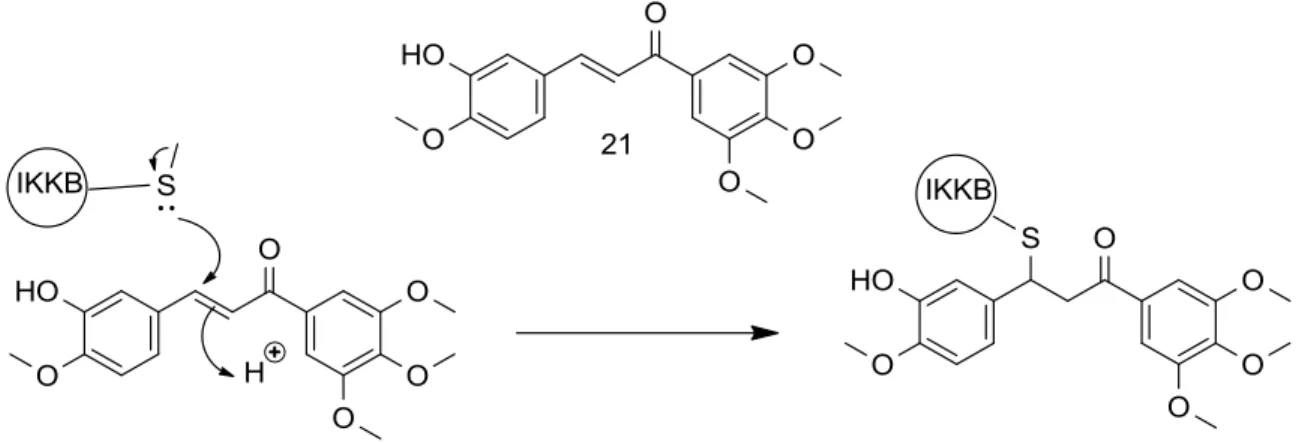 FIGURE 1.6 - Mechanism of chalcone to inhibit NF- κB via covalent  modification of IKKβ
