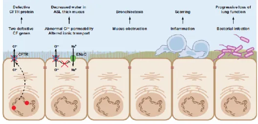 Figure I.1.2 - From CFTR gene  to  protein.  Scheme  representing  the  CFTR  gene,  mRNA  and  protein