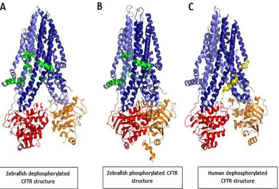 Figure I.1.7 – Zebrafish and human CFTR protein structures. A represents zebrafish dephosphorylated CFTR  structure (PDB ID - 5UAK, adapted from [Zhang &amp; Chen, 2016]); B represents zebrafish phosphorylated CFTR  structure (PDB ID - 5W81, adapted from [