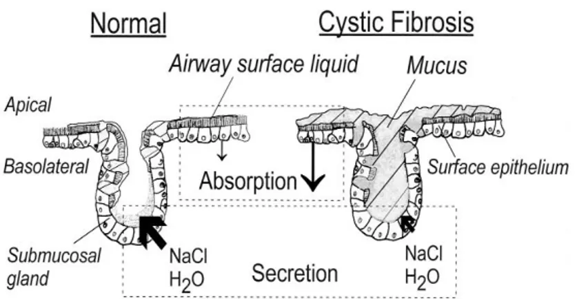 Figure I.1.9 - Model of the airway epithelium consisting of an absorptive surface (expressing epithelial Na + channels ENaC and (CFTR)) and secretory submucosal glands