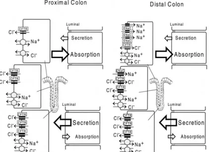 Figure I.1.10 - Models for electrolyte transport in proximal and distal colonic epithelium and expression of  different ion transporters along the crypt axis
