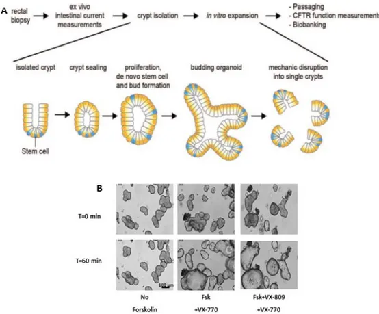 Figure I.1.18 - Schematic representation of organoid culturing from rectal biopsies and FIS assay with CFTR  modulators