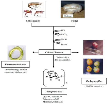 Figure 1.1. Production and value use of chitin/chitosan (Prashanth and Tharanathan, 2007)