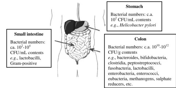 Figure 1.4. Basic gut anatomy (Gibson and Roberfroid, 2008; Roberfroid et al., 2010).