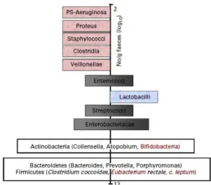 Figure 1.5. Schematic representation of an adult microbiota (Roberfroid et al., 2010)