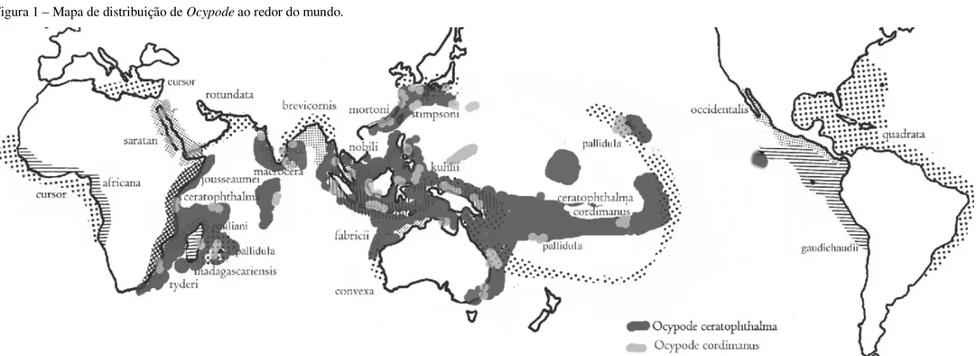 Figura 1 – Mapa de distribuição de Ocypode ao redor do mundo.