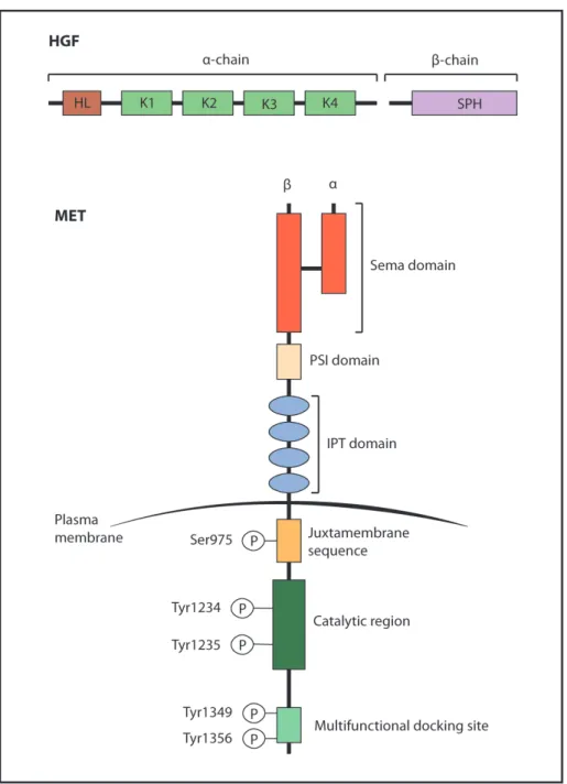 Figure 1.2: HGF and cMET structures.  