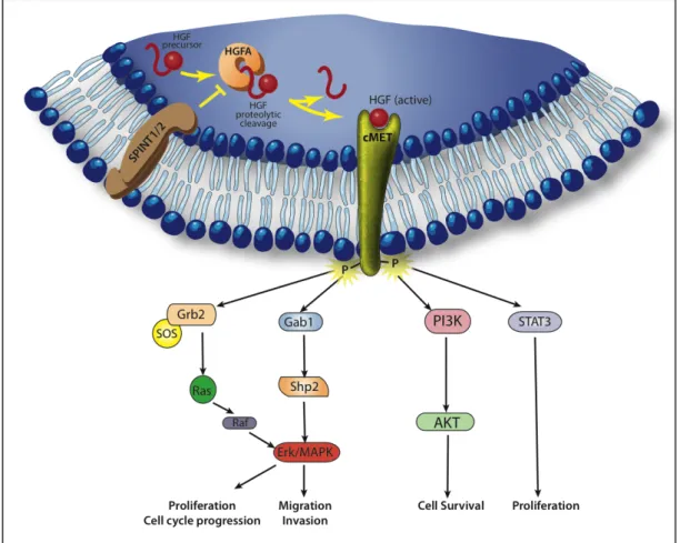 Figure 1.3: The HGF/cMET signaling pathway. 