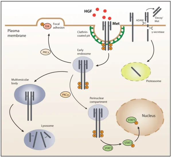 Figure 1.4: Mechanisms of cMET signaling regulation. 