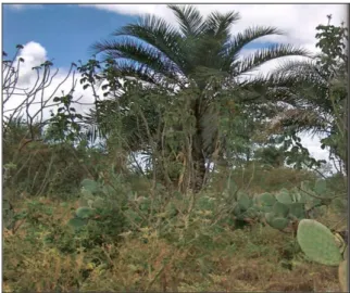 Figura 2.1  Palmeira Licuri  – Caldeirão Grande – BA, 2006.  (Fotografia   Rosilã Jacques Pereira) 