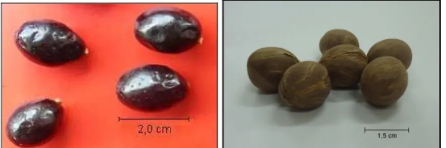 Figura 07: Fruto da carnaúba maduro, à esquerda; e as sementes do fruto da  carnaúba, à direita