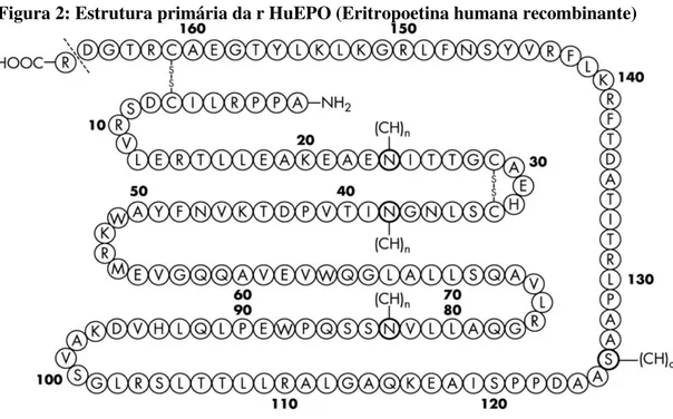 Figura 2: Estrutura primária da r HuEPO (Eritropoetina humana recombinante)