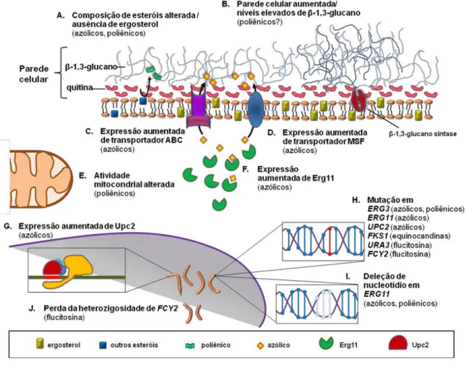 Figura 6. Mecanismos de resistência a antifúngicos descritos em  Candida tropicalis. (A) Produção de esteróis  alternativos pela  célula  devido à  inativação de  Erg3
