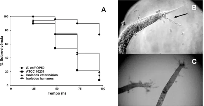 Figura 8. Avaliação da patogenicidade de Candida tropicalis utilizando o nematódeo Caenorhabditis elegans