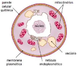 Figura 4 – Representação da estrutura geral de uma célula de fungo. 