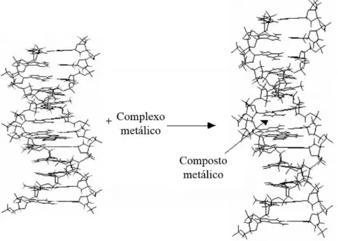 Figura 1.16: Alongamento da dupla hélice do DNA pela intercalação de um  composto metálico.