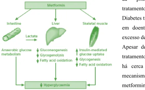 Figura 2 - Mecanismos de Ação da Metformina. Adaptado de Bailey CJ, Feher  MD, Therapies for Diabetes, 