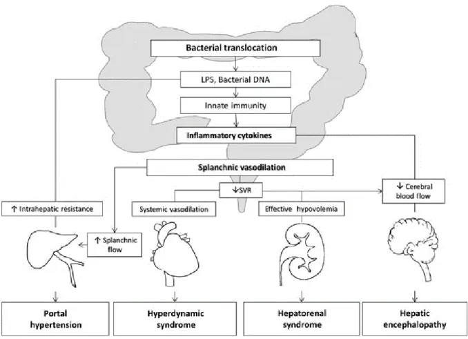Figura 1- Fisiopatologia da infeção na CH 193