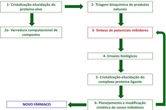 Figura 1. Representação do ciclo do planejamento racional de fármacos. 